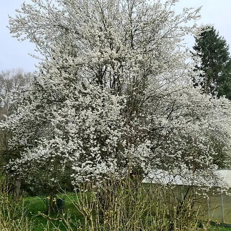 Daire Willkommen In Unserer Ruhe Oase Im Allgaeu Leutkirch im Allgäu